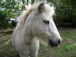 Paard Mickey.JPG